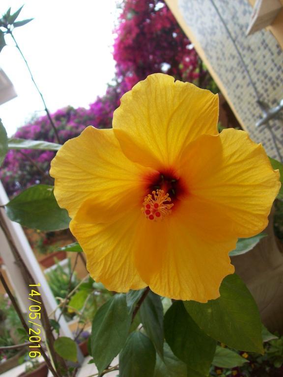 Domos Le Due Tuie Bed & Breakfast พิสซินาส ภายนอก รูปภาพ