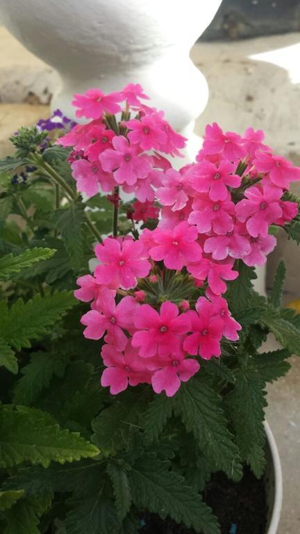 Domos Le Due Tuie Bed & Breakfast พิสซินาส ภายนอก รูปภาพ